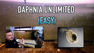 How I Raise Daphnia Water Fleas And You Can Too [upl. by Navar]