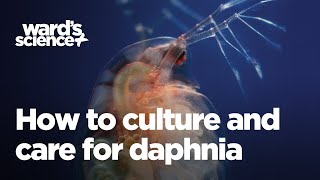 Caring and Culturing for Daphnia [upl. by Ayo]