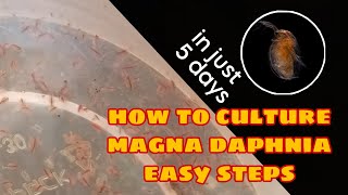 How to Culture Magna Daphnia Easily [upl. by Guss]