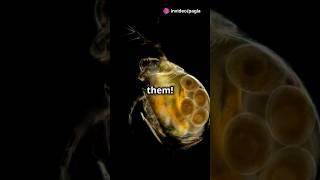 How to culture Daphnia for your Aquarium [upl. by Glen750]