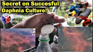 How to Culture Daphnia Successfully [upl. by Storm173]