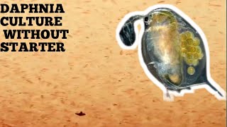 HOW TO CULTURE DAPHNIA NATURALLY WITHOUT A STARTER [upl. by Ramsdell725]