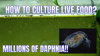 How to Culture Daphnia Secret Method to Breed MILLIONS  Simply Aquatic [upl. by Gibby155]