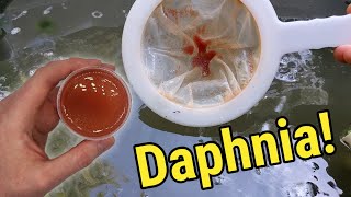 How I Culture Daphnia In Outdoor Tubs [upl. by Aeht]