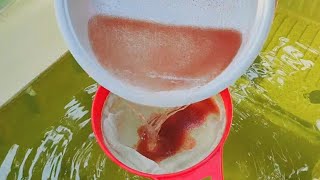 How to culture daphnia  Daphnia culture  How to grow daphnia outdoor [upl. by Anissej986]