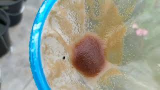 How to culture daphnia moina in a small container Part 1 English Subtitle [upl. by Pris]