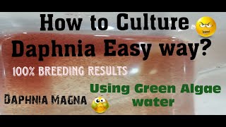 Daphnia MagnaHow to Culture Daphnia Easy wayCulturing Daphnia using Green water Daphnia [upl. by Yenattirb]