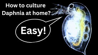 BEST Live Fish Food Beginner guide How to Culture Daphnia at home [upl. by Ecerehs276]