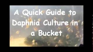 How to culture daphnia outside [upl. by Myrtia324]