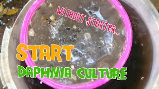 How to culture daphnia moina the easy way 1  Starting the Daphnia culture [upl. by Ettolrahs]