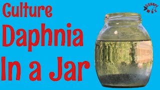 How to Culture Daphnia in a Jar [upl. by Arbas274]