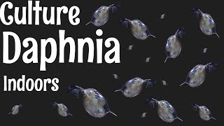 How to Culture Daphnia [upl. by Constantine978]