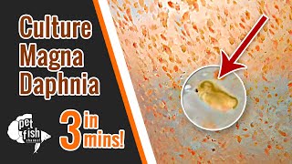 How to culture DAPHNIA MAGNA  The easy way [upl. by Bettzel622]