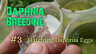 Daphnia Culture made simple and easy 3  Hatching Daphnia eggs [upl. by Sanchez]