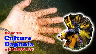 How to Culture Daphnia with ZERO Cost  Unlimited Live Food For Our Fish [upl. by Juster72]