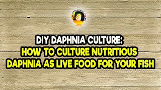 DIY Daphnia Culture How to Culture Nutritious Daphnia as Live Food for Your Fish [upl. by Nnarual]