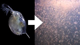 How I Culture Daphnia [upl. by Finny]