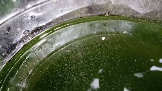 DAPHNIA MOINA CULTURE IN A SMALL BUCKET [upl. by Coriss]