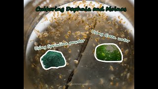 How To Culture Daphnia and Moinas using Green Water Spirulina powder [upl. by Nothgierc]