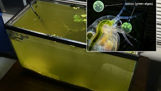 Raising Daphnia for the Freshwater Aquarium [upl. by Bree]