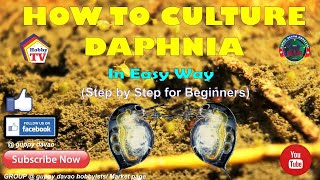 HOW TO CULTURE DAPHNIA In Easy Way [upl. by Ebert518]